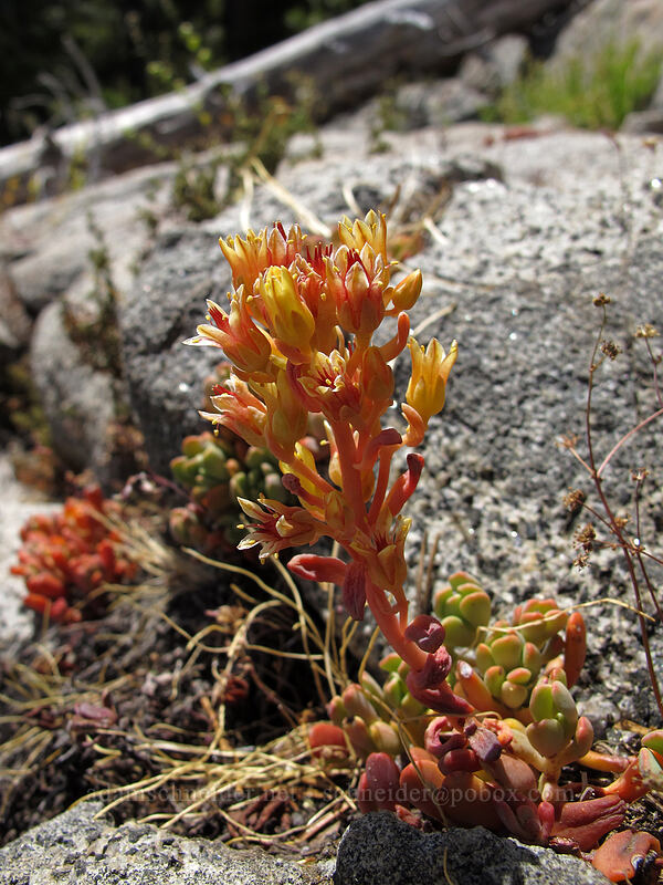 Sierra stonecrop (Sedum obtusatum) [Shirley Canyon Trail, Squaw Valley, Placer County, California]