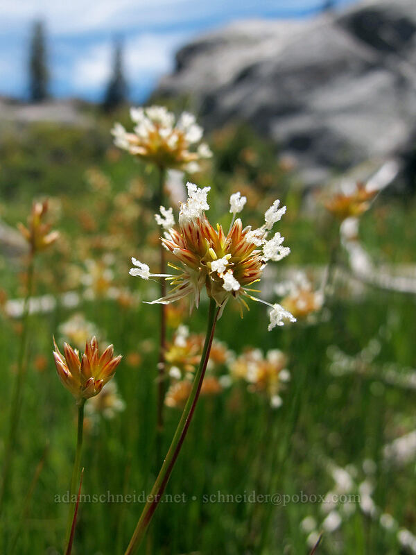 western rush flowers (Juncus occidentalis) [Shirley Canyon Trail, Squaw Valley, Placer County, California]