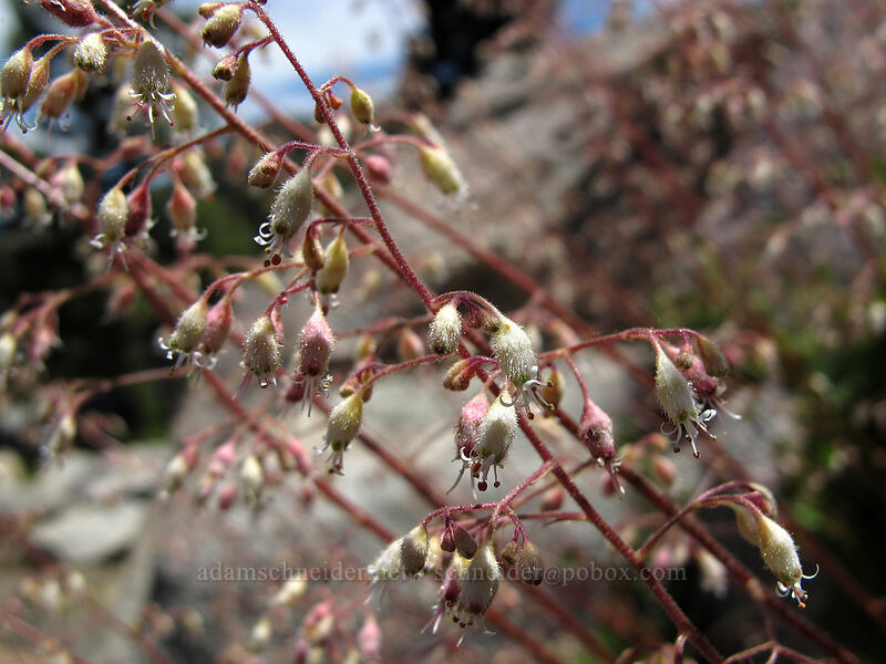 small-flowered alumroot (Heuchera micrantha) [Shirley Canyon Trail, Squaw Valley, Placer County, California]