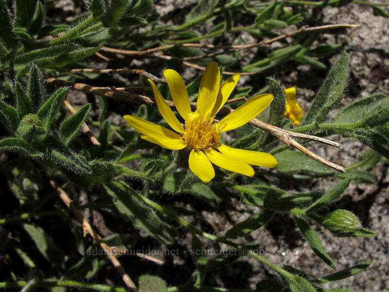hairy golden-aster (Heterotheca orovillosa (Heterotheca villosa)) [Shirley Canyon Trail, Squaw Valley, Placer County, California]