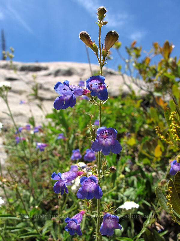 Roezl's penstemon (Penstemon roezlii) [Shirley Canyon Trail, Squaw Valley, Placer County, California]