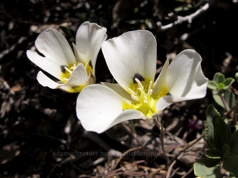 Leichtlin's mariposa lily (Calochortus leichtlinii) [Shirley Canyon Trail, Squaw Valley, Placer County, California]