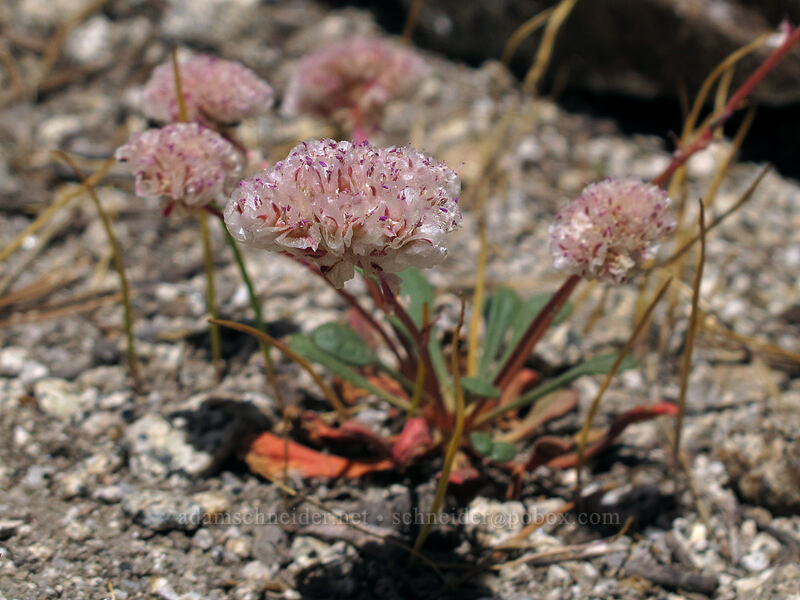 pussypaws (Calyptridium monospermum (Cistanthe monosperma)) [Shirley Canyon Trail, Squaw Valley, Placer County, California]