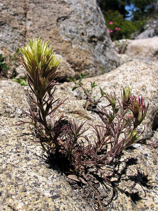 alpine paintbrush (Castilleja nana) [Shirley Canyon Trail, Squaw Valley, Placer County, California]