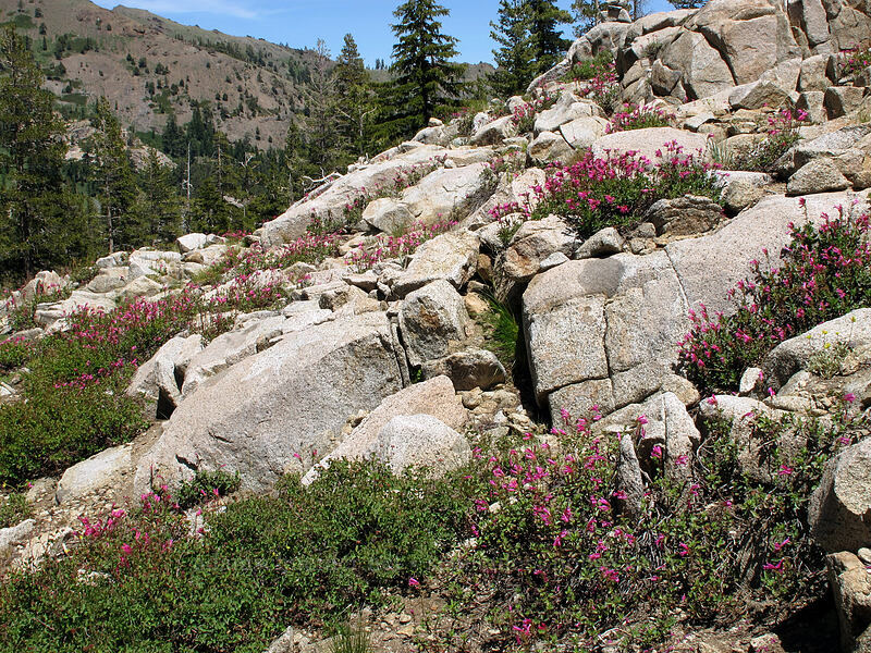 mountain pride & granite (Penstemon newberryi) [Shirley Canyon Trail, Squaw Valley, Placer County, California]