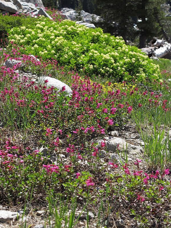mountain pride & elderberry flowers (Penstemon newberryi, Sambucus racemosa) [Shirley Canyon, Squaw Valley, Placer County, California]