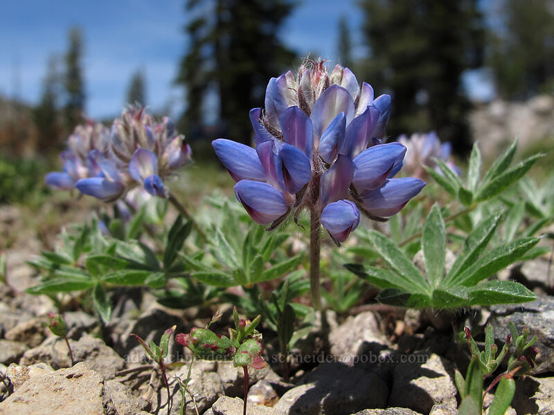 lupines (Lupinus sp.) [Shirley Canyon, Squaw Valley, Placer County, California]