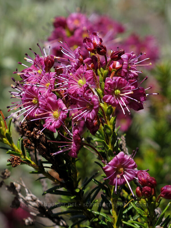 purple mountain heather (Phyllodoce breweri) [Shirley Canyon, Squaw Valley, Placer County, California]