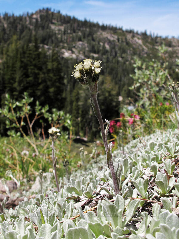 alpine pussytoes (Antennaria media) [Shirley Canyon, Squaw Valley, Placer County, California]