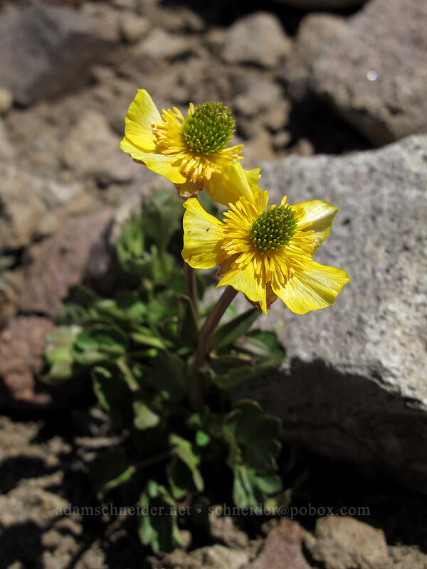 alpine buttercups (Ranunculus eschscholtzii var. oxynotus) [Shirley Canyon, Squaw Valley, Placer County, California]