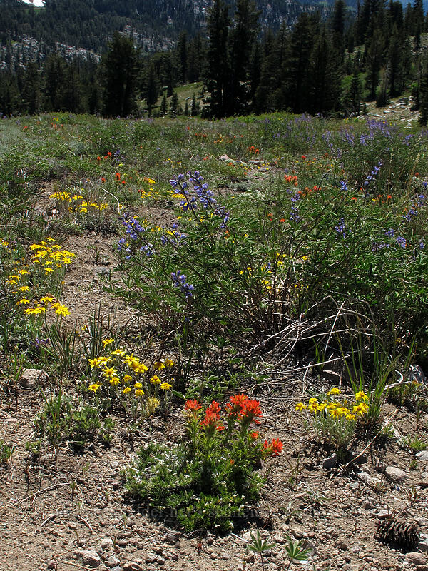 wildflowers [Emigrant Peak, Squaw Valley, Placer County, California]