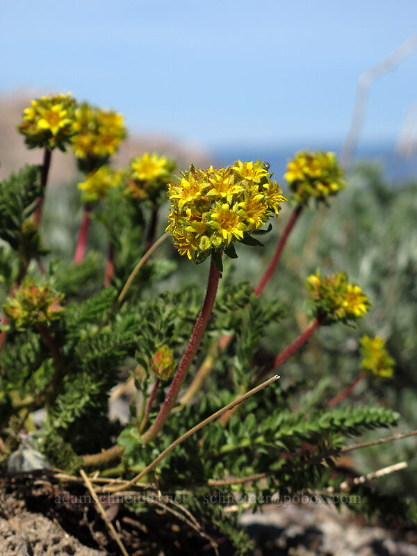 alpine ivesia (Ivesia gordonii) [Emigrant Peak, Squaw Valley, Placer County, California]