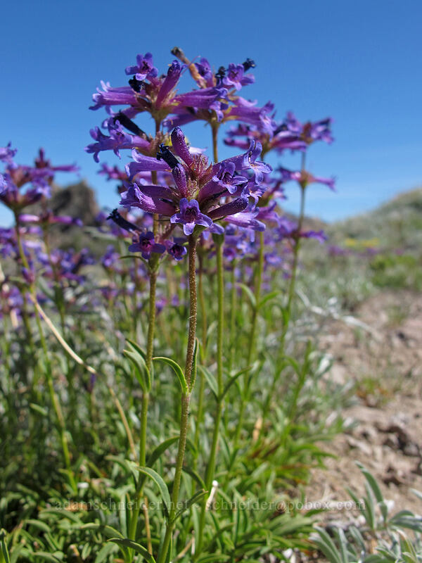 Sierra penstemon (Penstemon heterodoxus) [Emigrant Peak, Squaw Valley, Placer County, California]