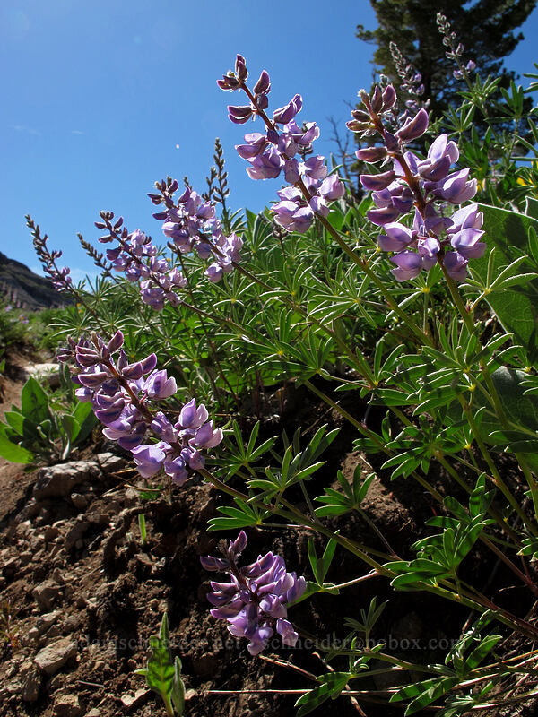 lupines (Lupinus sp.) [High Camp, Squaw Valley, Placer County, California]