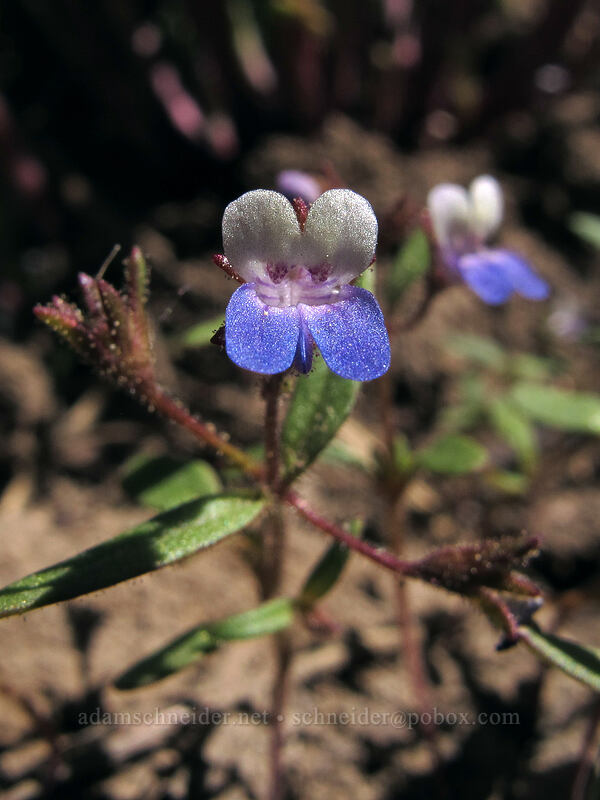 small-flowered blue-eyed mary (Collinsia parviflora) [High Camp, Squaw Valley, Placer County, California]