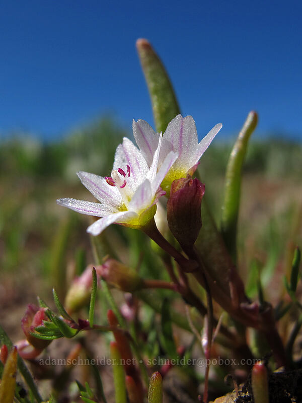 three-leaved lewisia (Lewisia triphylla) [High Camp, Squaw Valley, Placer County, California]