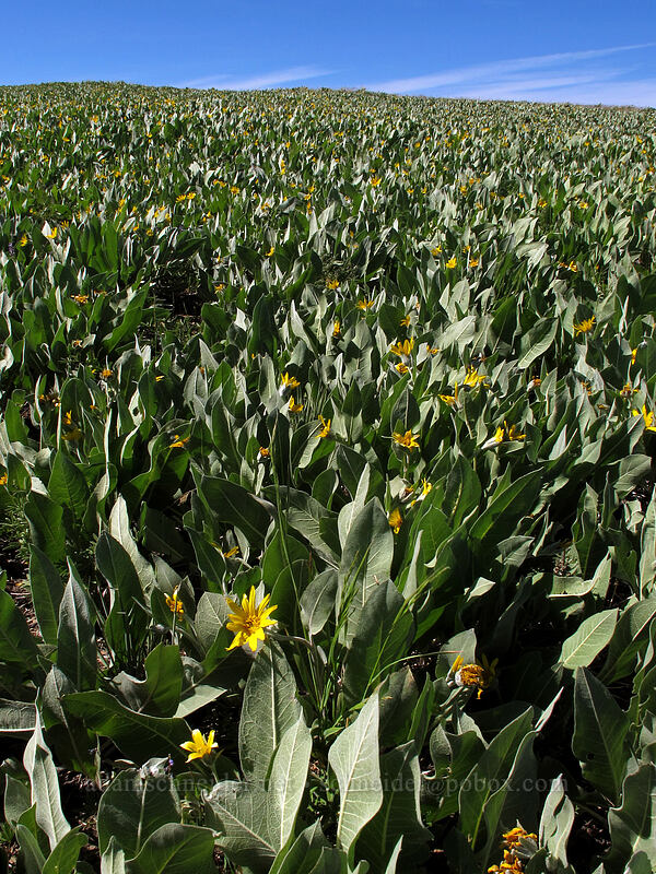 field of mule's ears (Wyethia mollis) [High Camp, Squaw Valley, Placer County, California]