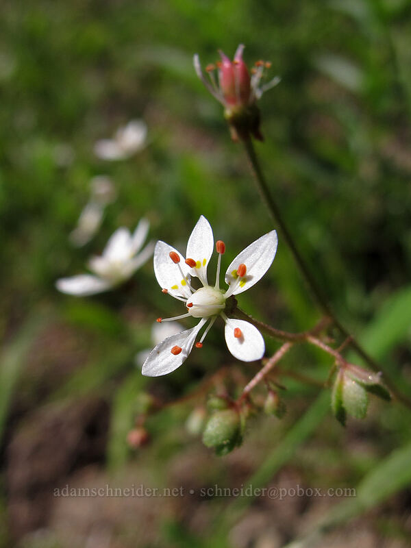 rusty saxifrage (Micranthes ferruginea (Saxifraga ferruginea)) [Sunrise Trail, Gifford Pinchot National Forest, Skamania County, Washington]