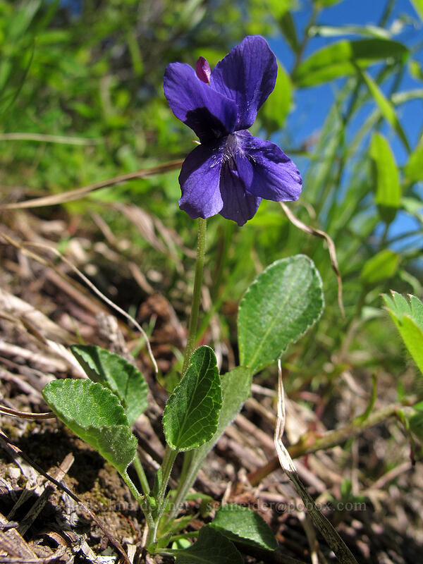 early blue (hooked) violet (Viola adunca) [Sunrise Trail, Gifford Pinchot National Forest, Skamania County, Washington]