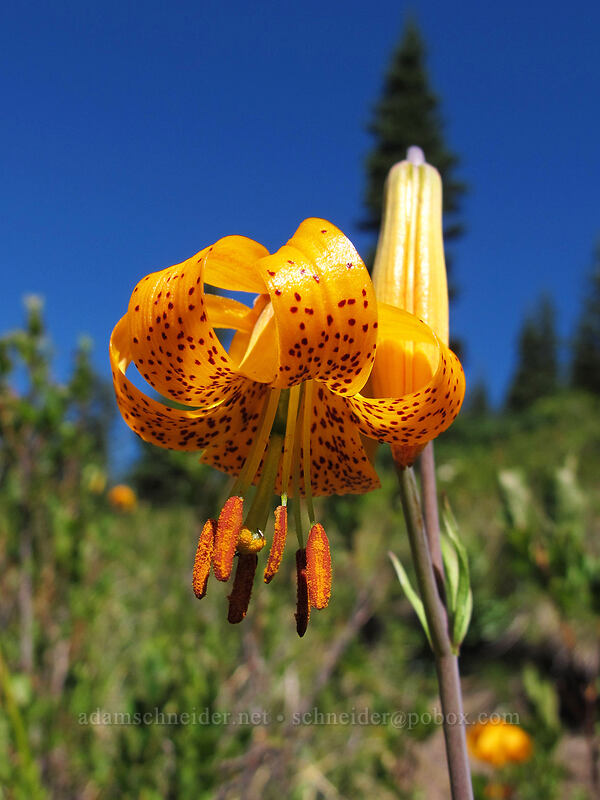Columbia tiger lily (Lilium columbianum) [Sunrise connector trail (262A), Gifford Pinchot National Forest, Skamania County, Washington]