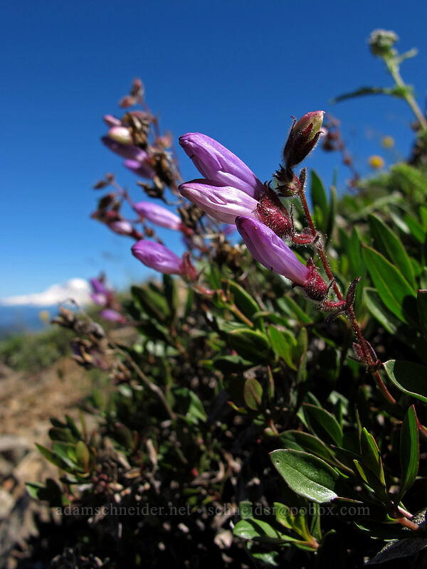 shrubby penstemon (Penstemon fruticosus) [Sunrise Peak Trail, Gifford Pinchot National Forest, Skamania County, Washington]