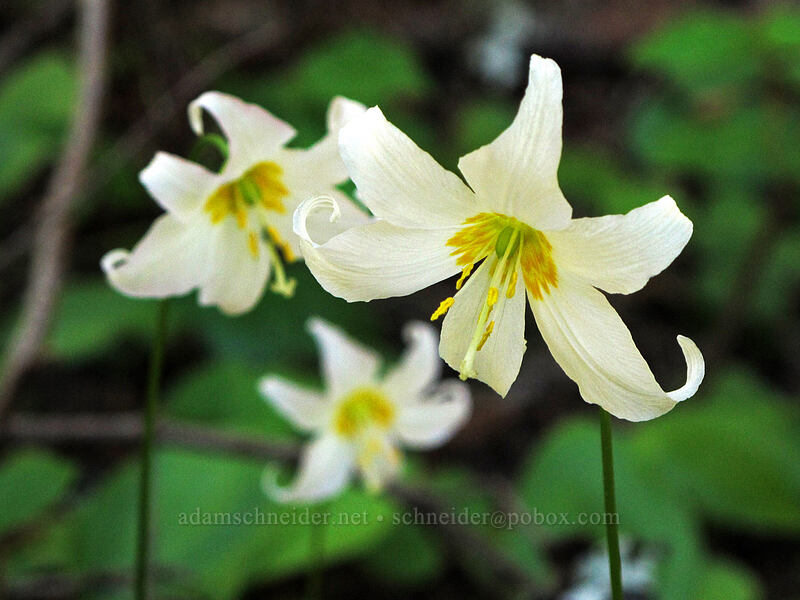 avalanche lilies (Erythronium montanum) [Sunrise Peak Trail, Gifford Pinchot National Forest, Skamania County, Washington]