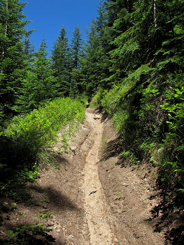 motorbike-rutted trail [Juniper Ridge Trail, Gifford Pinchot National Forest, Skamania County, Washington]