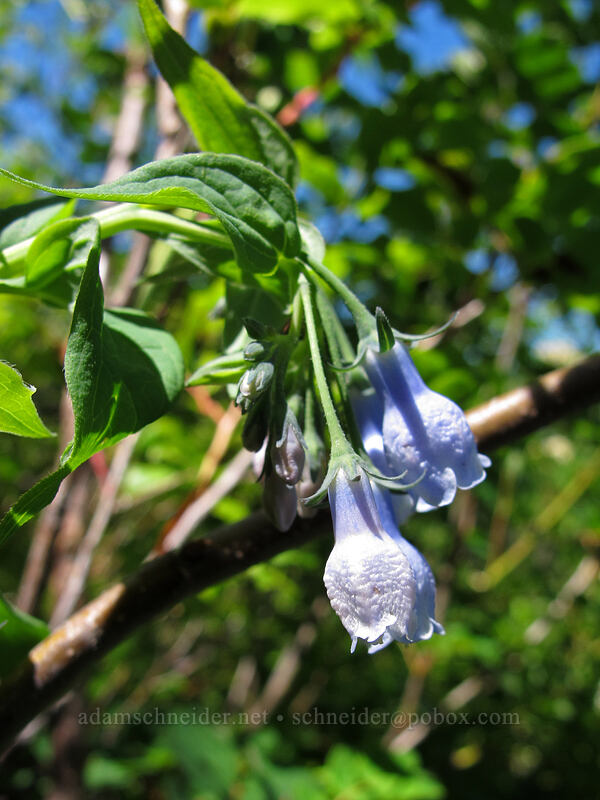 bluebells (Mertensia paniculata) [Juniper Ridge Trail, Gifford Pinchot National Forest, Skamania County, Washington]
