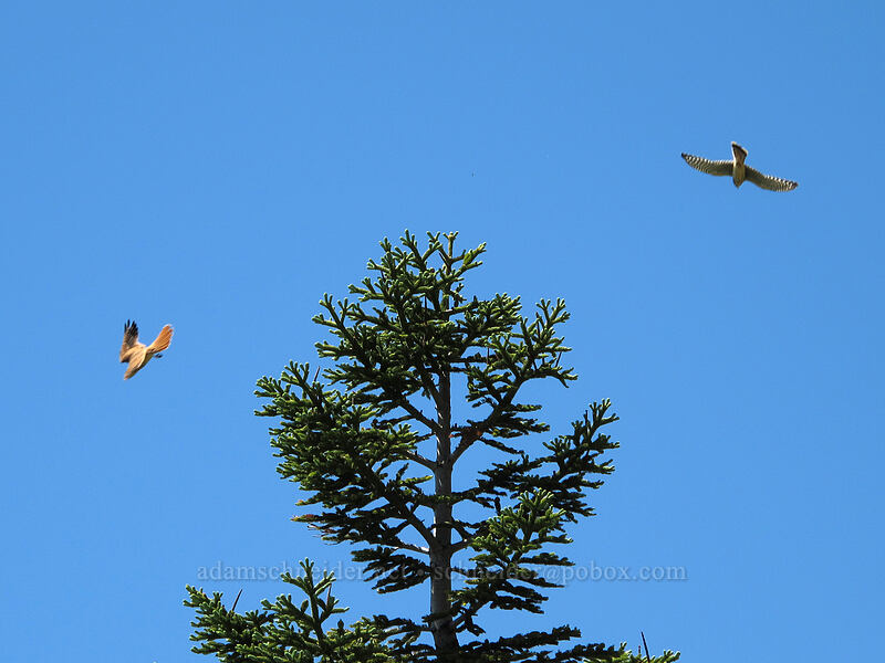 kestrels (Falco sparverius) [Jumbo Peak, Gifford Pinchot National Forest, Skamania County, Washington]