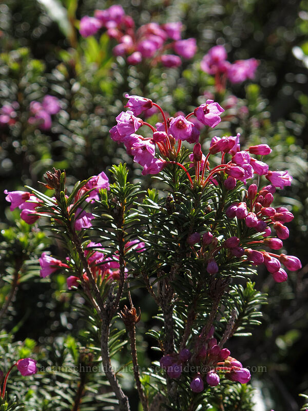 pink mountain heather (Phyllodoce empetriformis) [Jumbo Peak, Gifford Pinchot National Forest, Skamania County, Washington]