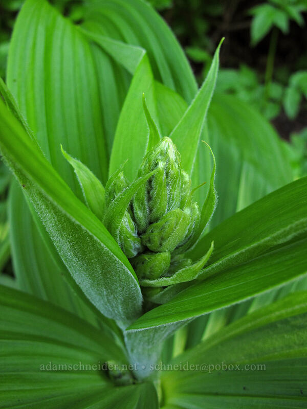 corn lily, budding (Veratrum viride var. eschscholzianum (Veratrum eschscholtzianum)) [Juniper Ridge Trail, Gifford Pinchot National Forest, Skamania County, Washington]