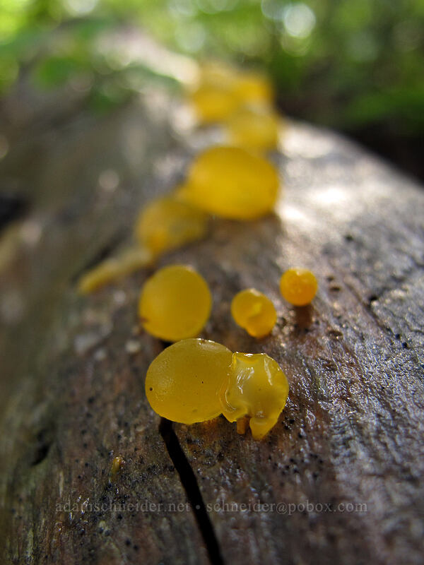 orange jelly fungus (Dacrymyces palmatus) [Pacific Crest Trail, Alpine Lakes Wilderness, King County, Washington]