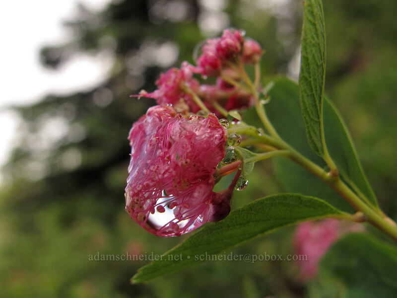 water droplets on spirea (Spiraea splendens (Spiraea densiflora)) [Pacific Crest Trail, Alpine Lakes Wilderness, King County, Washington]