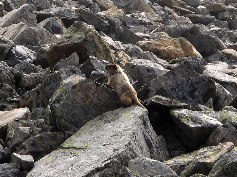 hoary marmot (Marmota caligata) [Pacific Crest Trail, Alpine Lakes Wilderness, King County, Washington]