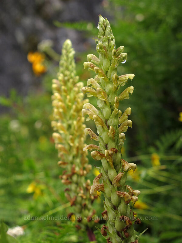bracted lousewort (Pedicularis bracteosa) [Pacific Crest Trail, Alpine Lakes Wilderness, King County, Washington]