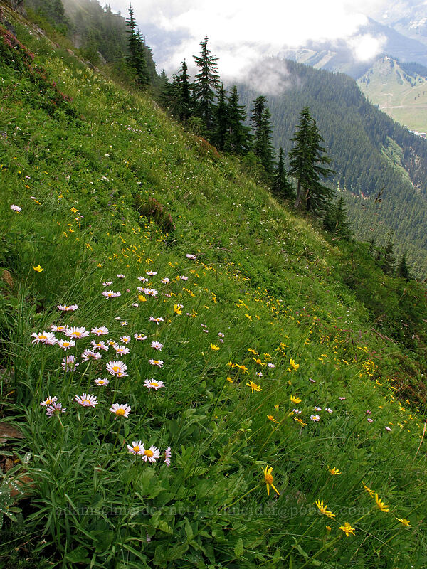 fleabane & arnica (Erigeron glacialis var. glacialis, Arnica sp.) [Kendall Peak, Alpine Lakes Wilderness, King County, Washington]