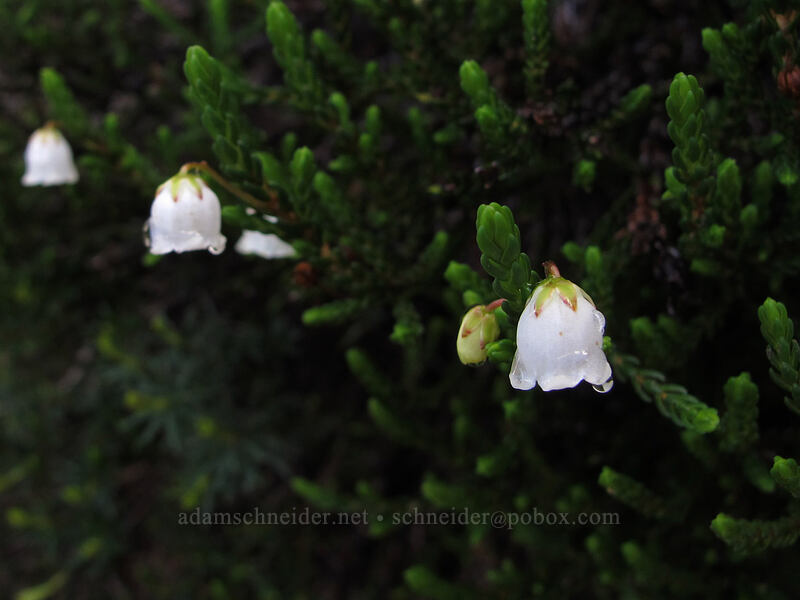 white mountain heather (Cassiope mertensiana) [Pacific Crest Trail, Alpine Lakes Wilderness, King County, Washington]