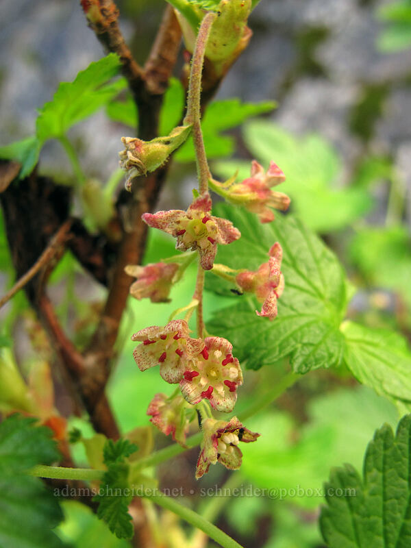 maple-leaf currant (Ribes acerifolium (Ribes howellii)) [Pacific Crest Trail, Alpine Lakes Wilderness, King County, Washington]