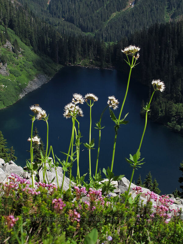 Sitka valerian & Alaska Lake (Valeriana sitchensis) [Pacific Crest Trail, Alpine Lakes Wilderness, Kittitas County, Washington]