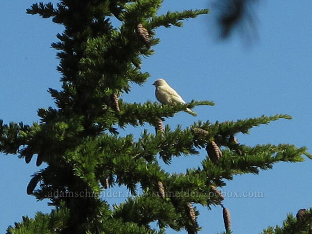white bird [Pacific Crest Trail, Alpine Lakes Wilderness, Kittitas County, Washington]