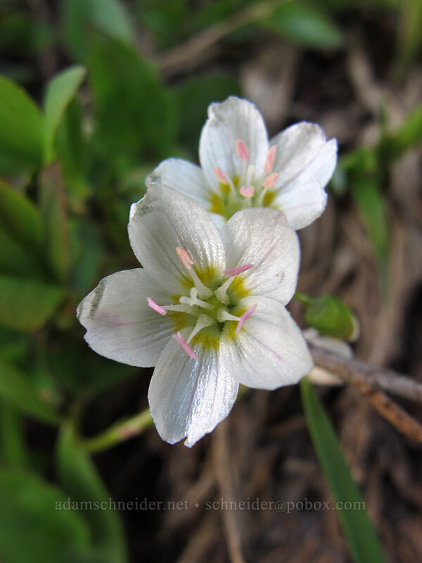 lance-leaf spring beauty (Claytonia lanceolata) [Pacific Crest Trail, Alpine Lakes Wilderness, Kittitas County, Washington]