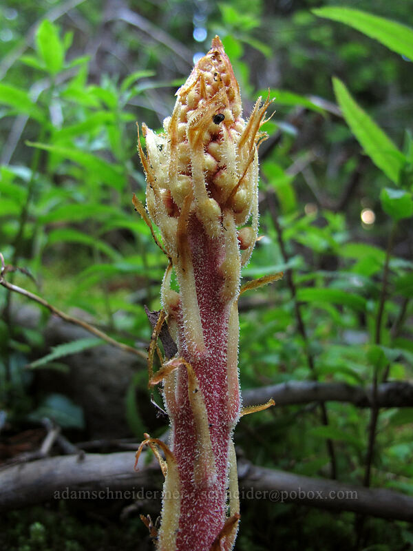 pinedrops (Pterospora andromedea) [Top Spur Trail, Mt. Hood National Forest, Clackamas County, Oregon]