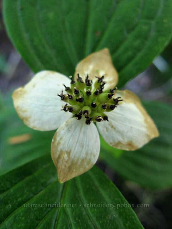 bunchberry flower (Cornus unalaschkensis (Cornus canadensis)) [Top Spur Trail, Mt. Hood National Forest, Clackamas County, Oregon]