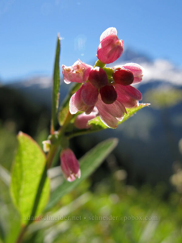 snowberry flowers (Symphoricarpos albus) [Bald Mountain, Mt. Hood Wilderness, Clackamas County, Oregon]