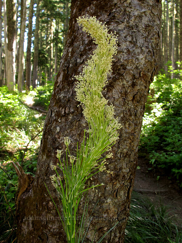twisted beargrass (Xerophyllum tenax) [Bald Mountain Ridge, Mt. Hood Wilderness, Hood River County, Oregon]