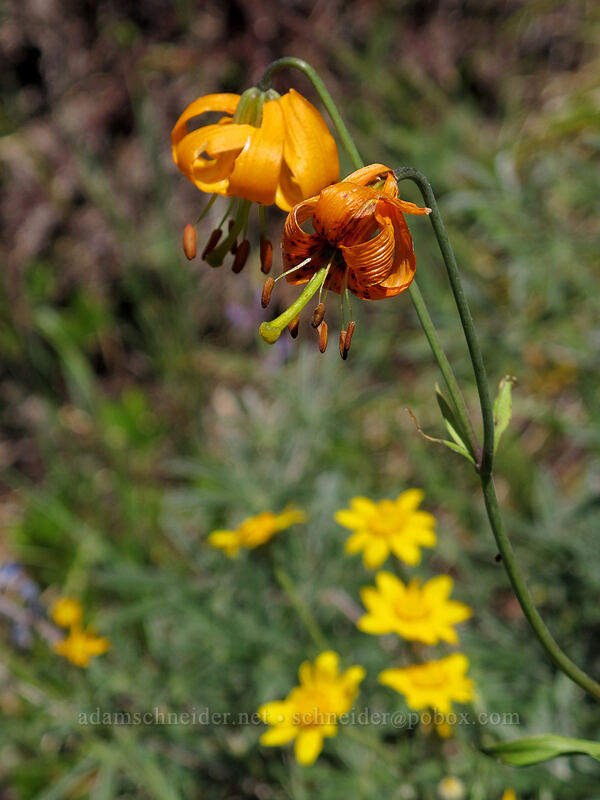 tiger lilies (Lilium columbianum) [Bald Mountain Ridge, Mt. Hood Wilderness, Clackamas County, Oregon]