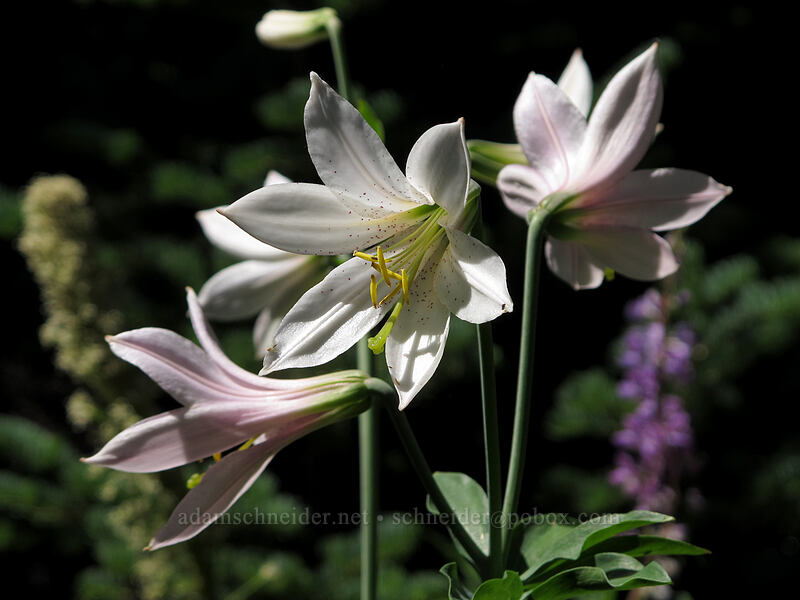 Washington lilies (Lilium washingtonianum) [Bald Mountain Ridge, Mt. Hood Wilderness, Clackamas County, Oregon]