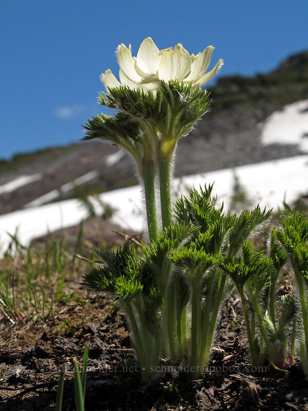 western pasqueflower (Anemone occidentalis (Pulsatilla occidentalis)) [McNeil Point, Mt. Hood Wilderness, Hood River County, Oregon]