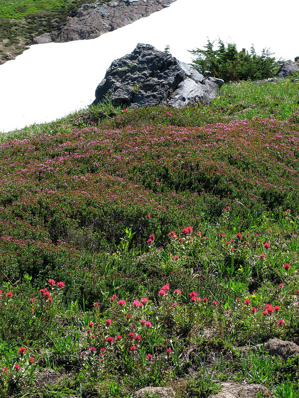 pink mountain heather & paintbrush (Phyllodoce empetriformis, Castilleja parviflora var. oreopola) [McNeil Point Trail, Mt. Hood Wilderness, Hood River County, Oregon]
