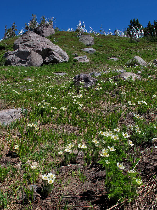 western pasqueflower (Anemone occidentalis (Pulsatilla occidentalis)) [above Cairn Basin, Mt. Hood Wilderness, Hood River County, Oregon]